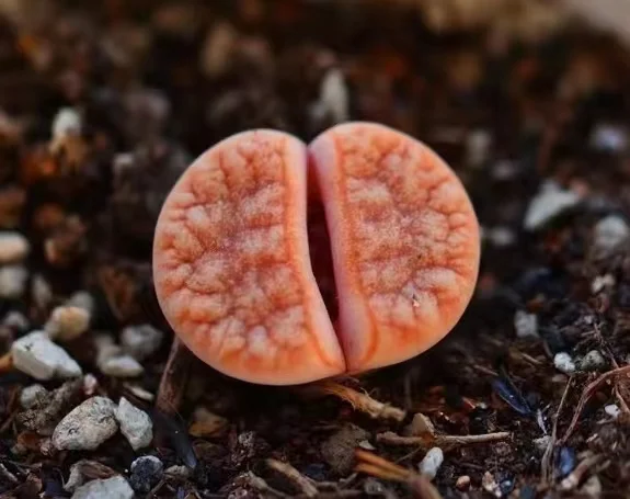 plant Aeonium Echeveria Haworthia  Caudex  Lithops Cactus  Agave 