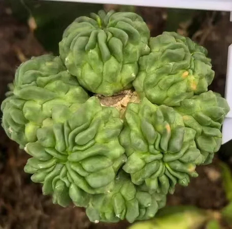 plant Aeonium Echeveria Haworthia  Caudex  Lithops Cactus  Agave 