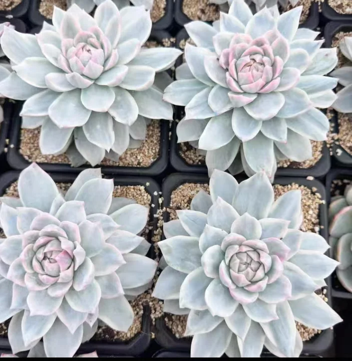 plant Aeonium Echeveria Haworthia  Caudex  Lithops Cactus  Agave 