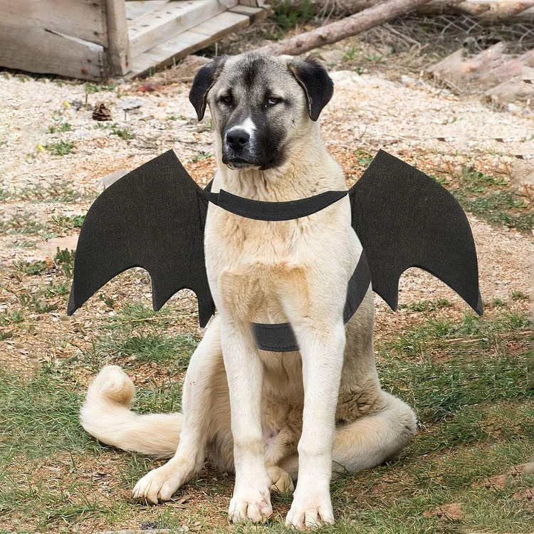 Bat Wings Pet Dog and Cat Halloween Costume