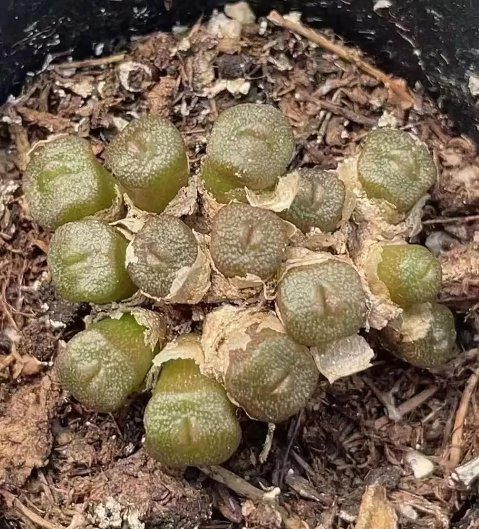 plant Aeonium Echeveria Haworthia  Caudex  Lithops Cactus  Agave 