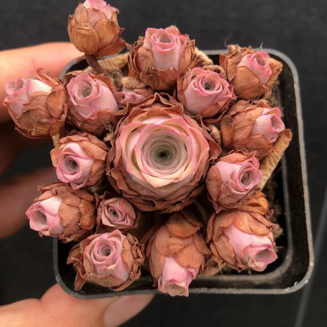 554. Xiao yu single head and cluster /Echeveria / Succulent plants / Garden landscape / Carefully select healthy plants