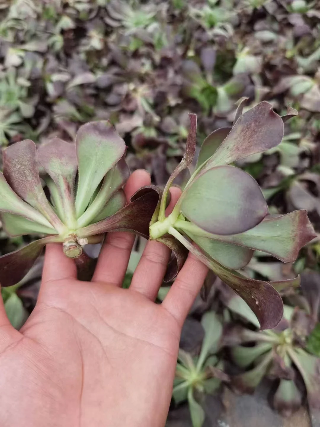 plant Aeonium Echeveria Haworthia  Caudex  Lithops Cactus  Agave 