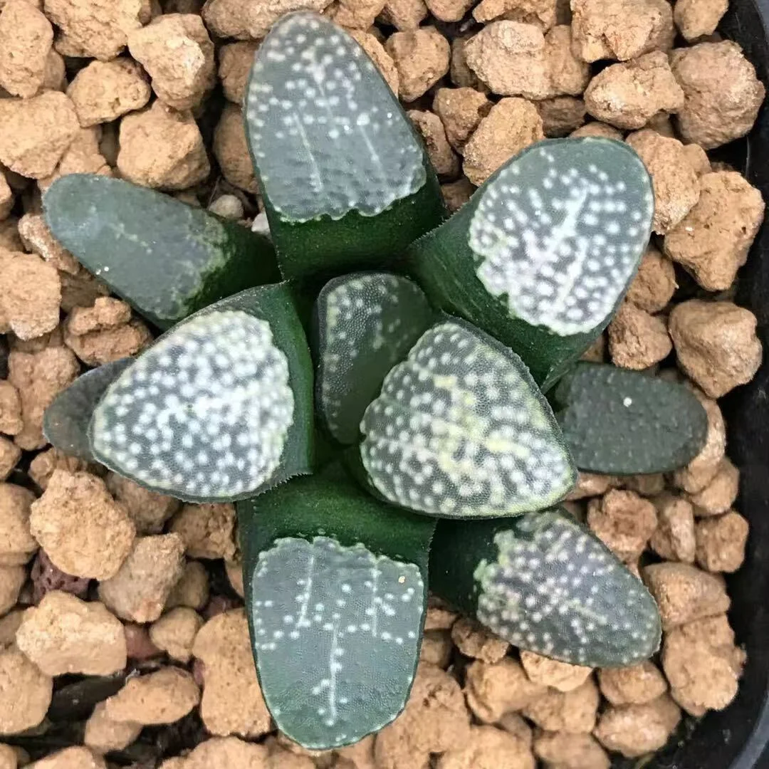 cy20.Haworthia groenewaldii 3-4cm/ Haworthia/ Succulent plants / Garden landscape / Carefully select healthy plants