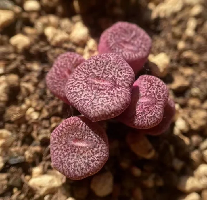 plant Aeonium Echeveria Haworthia  Caudex  Lithops Cactus  Agave 