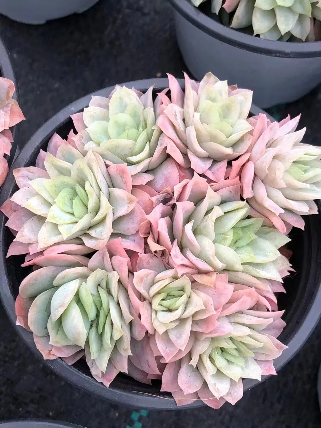 492.Echeveria   Queen of Roses var.  single head and cluster/ Echeveria / Succulent plants / Garden landscape / Carefully select healthy plants