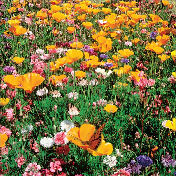 Wildflower Seeds Shaker Bag, Sunny Meadow Flower Mix