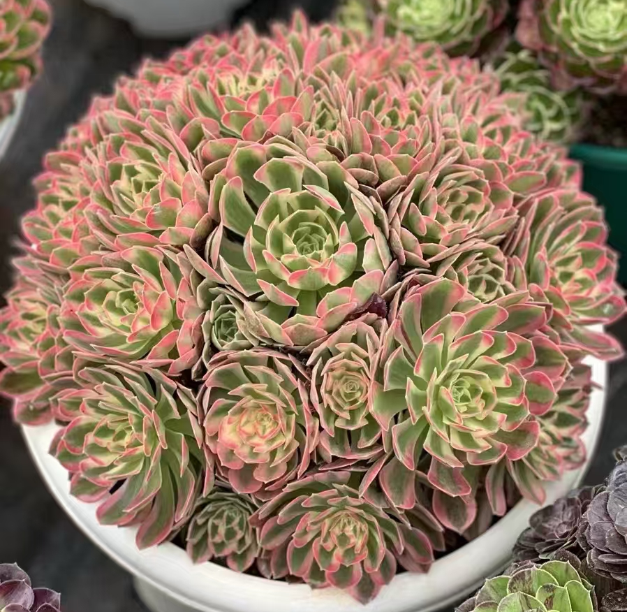1037. Pink crystal cluster 18-22cm cluster/Aeonium cluster/Aeonium plants/Succulent plants / Garden landscape / Carefully select healthy plants