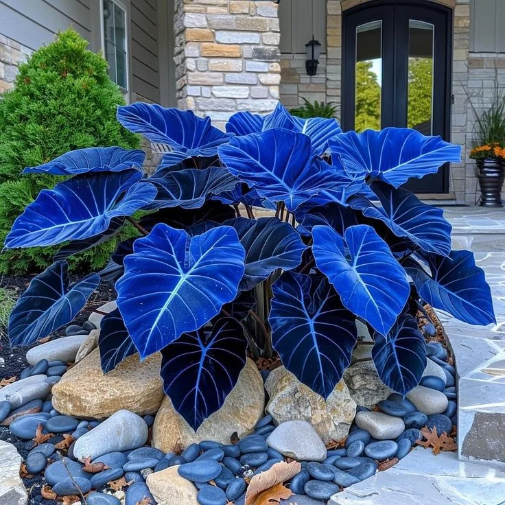 ”Blue Gem“ Striking Alocasia Plant Bulbs Jonyparkseed®