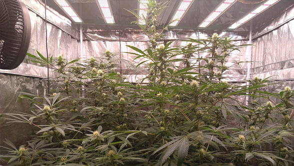 From Seedlings to Harvest: Unleashing the Power of Grow Lights for Successful Plant Cultivation