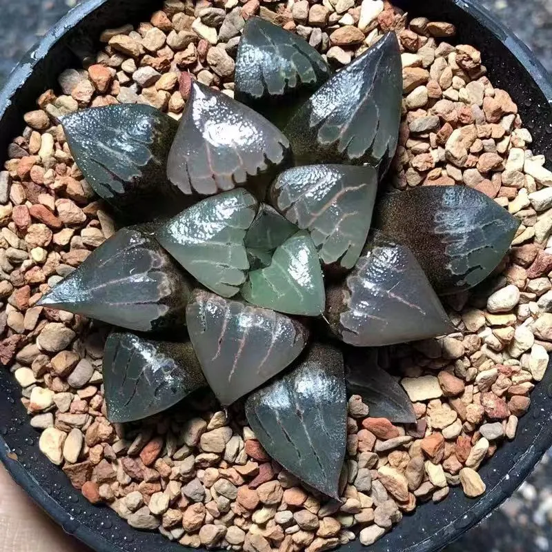 plant Aeonium Echeveria Haworthia  Caudex  Lithops Cactus  Agave 