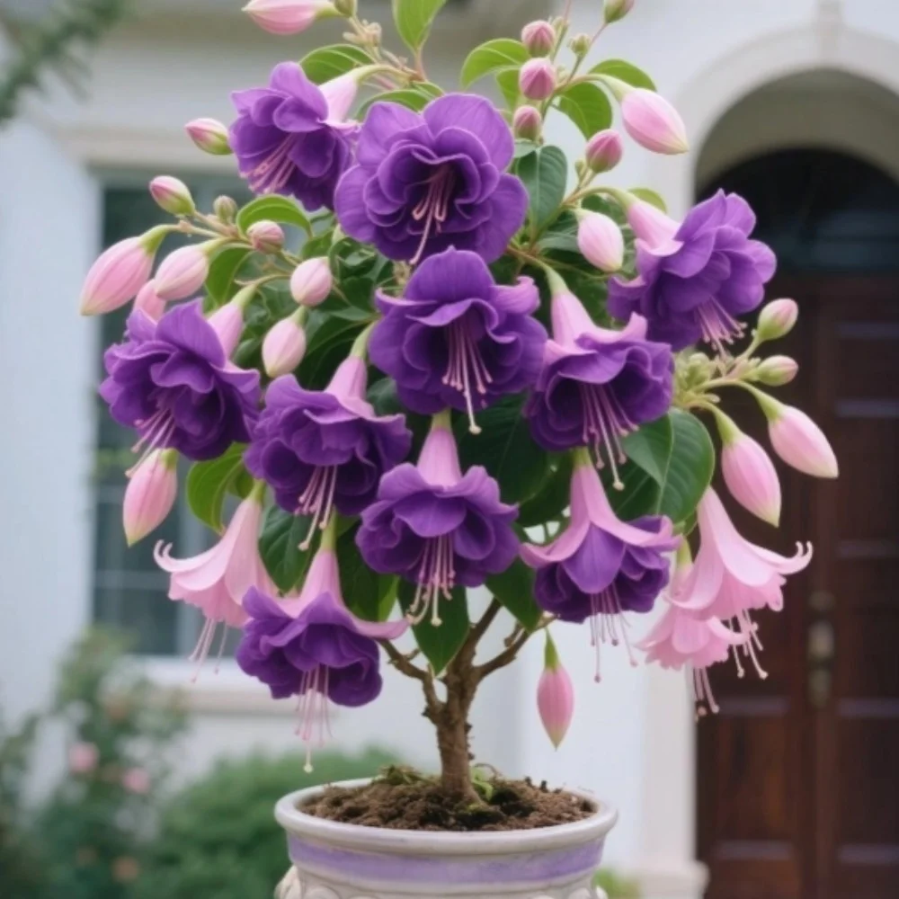 Rainbow Jasmine-🔔Double Fuchsia Bulbs