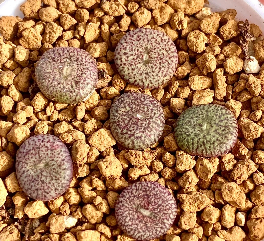 plant Aeonium Echeveria Haworthia  Caudex  Lithops Cactus  Agave 