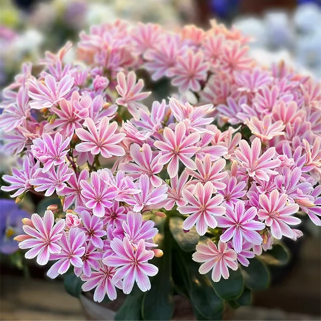 Lewisia Cotyledon Flower Seeds