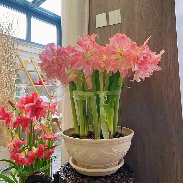 Amaryllis Bulbs - Beautiful Fairy