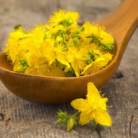 St. Johns Wort Seeds Jonyparkseed®