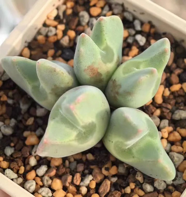 plant Aeonium Echeveria Haworthia  Caudex  Lithops Cactus  Agave 