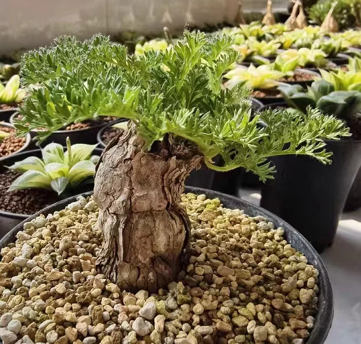 plant Aeonium Echeveria Haworthia  Caudex  Lithops Cactus  Agave 