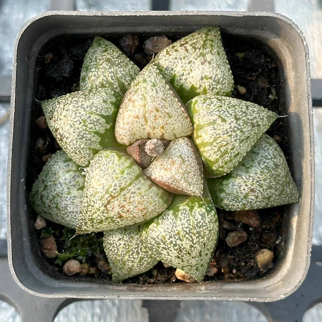 bjbm57.Haworthia emelyae var. emelyae Poelln 4-5cm / Haworthia/ Succulent plants / Garden landscape / Carefully select healthy plants