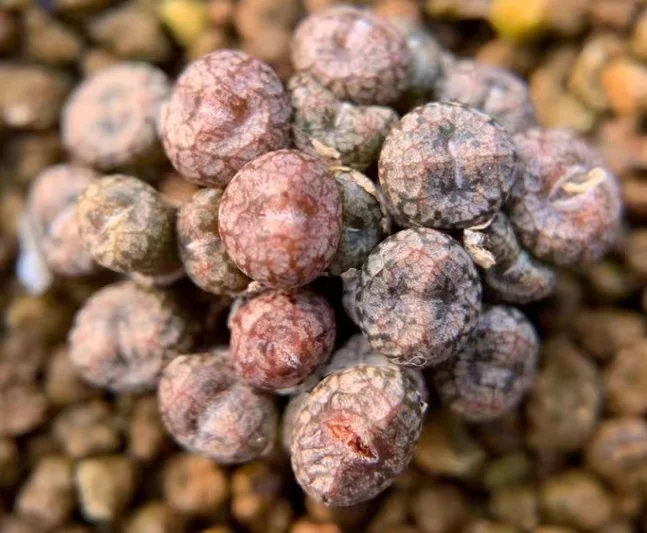 878. Conophytum comptonii  cluster 15 heads / Lithops and Conophytum  /  Succulent plants / Garden landscape / Carefully select healthy plants