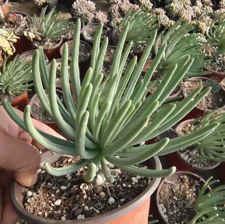 plant Aeonium Echeveria Haworthia  Caudex  Lithops Cactus  Agave 