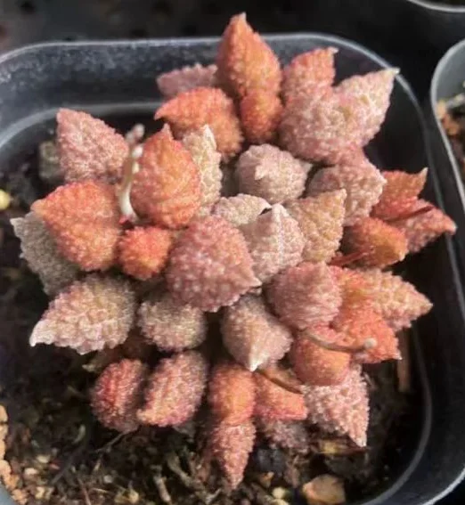 plant Aeonium Echeveria Haworthia  Caudex  Lithops Cactus  Agave 