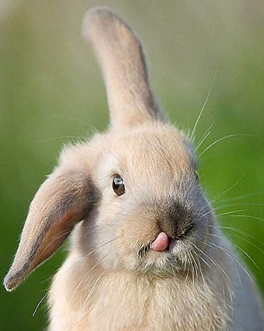 

Funny Rabbit Tongue – Paint By Numbers - 40*50CM, 501 Original