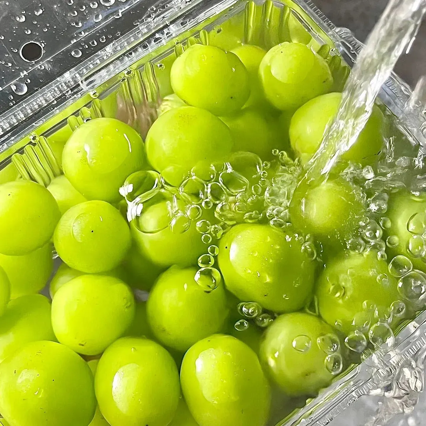 Shine Muscat Tree Seeds-Sunshine Rose Grape（🪴Can be potted）