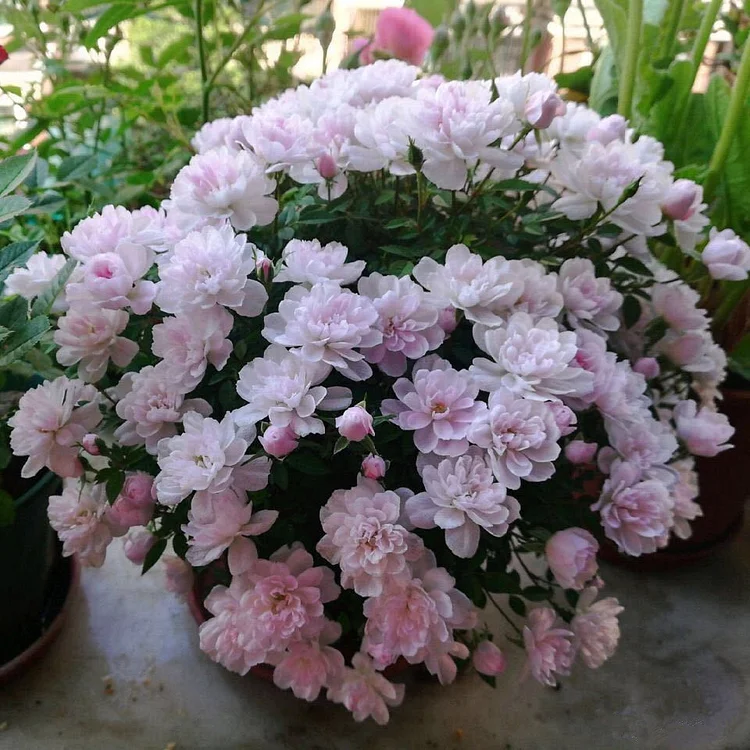 Rosa Chinensis Minima (Miniature Rose) Seeds