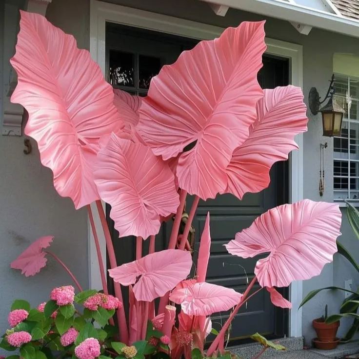 Blush Coral-Giant Alocasia Bulbs🍃Transform Your Space with Tropical Majesty