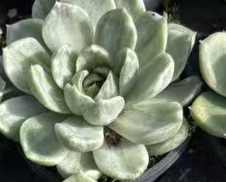 plant Aeonium Echeveria Haworthia  Caudex  Lithops Cactus  Agave 