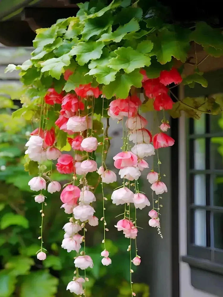 Weeping Begonia Seeds-Malus halliana