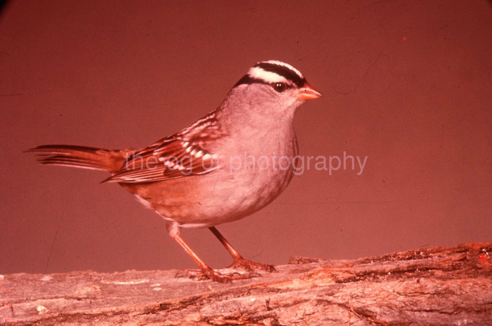 WHITE CROWNED SPARROW 35mm FOUND BIRD SLIDE Vintage COLOR Photo Poster painting 15 T 10 R