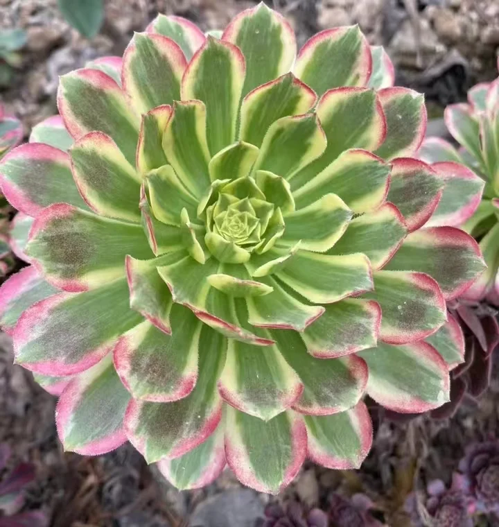 plant Aeonium Echeveria Haworthia  Caudex  Lithops Cactus  Agave 