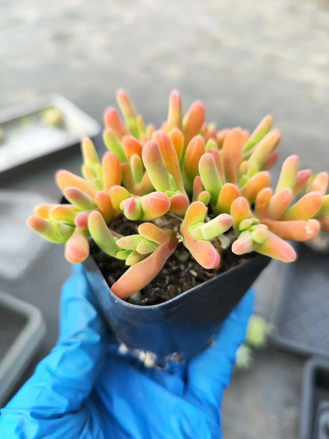 plant Aeonium Echeveria Haworthia  Caudex  Lithops Cactus  Agave 