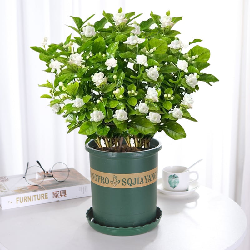 Fill The House With Fragrance &ndash; Perfect Potted Jasmine For Winter