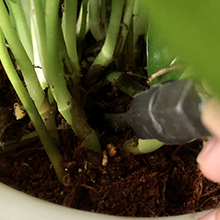 plant watering bulbs