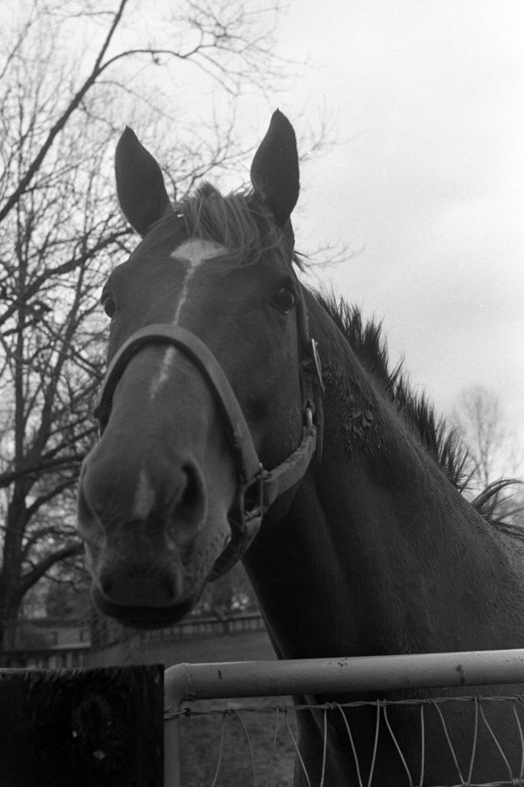 Ron Turcotte SECRETARIAT Claiborne Farm Horse Racing 8x10 Photo Poster painting TripleCrown 1976