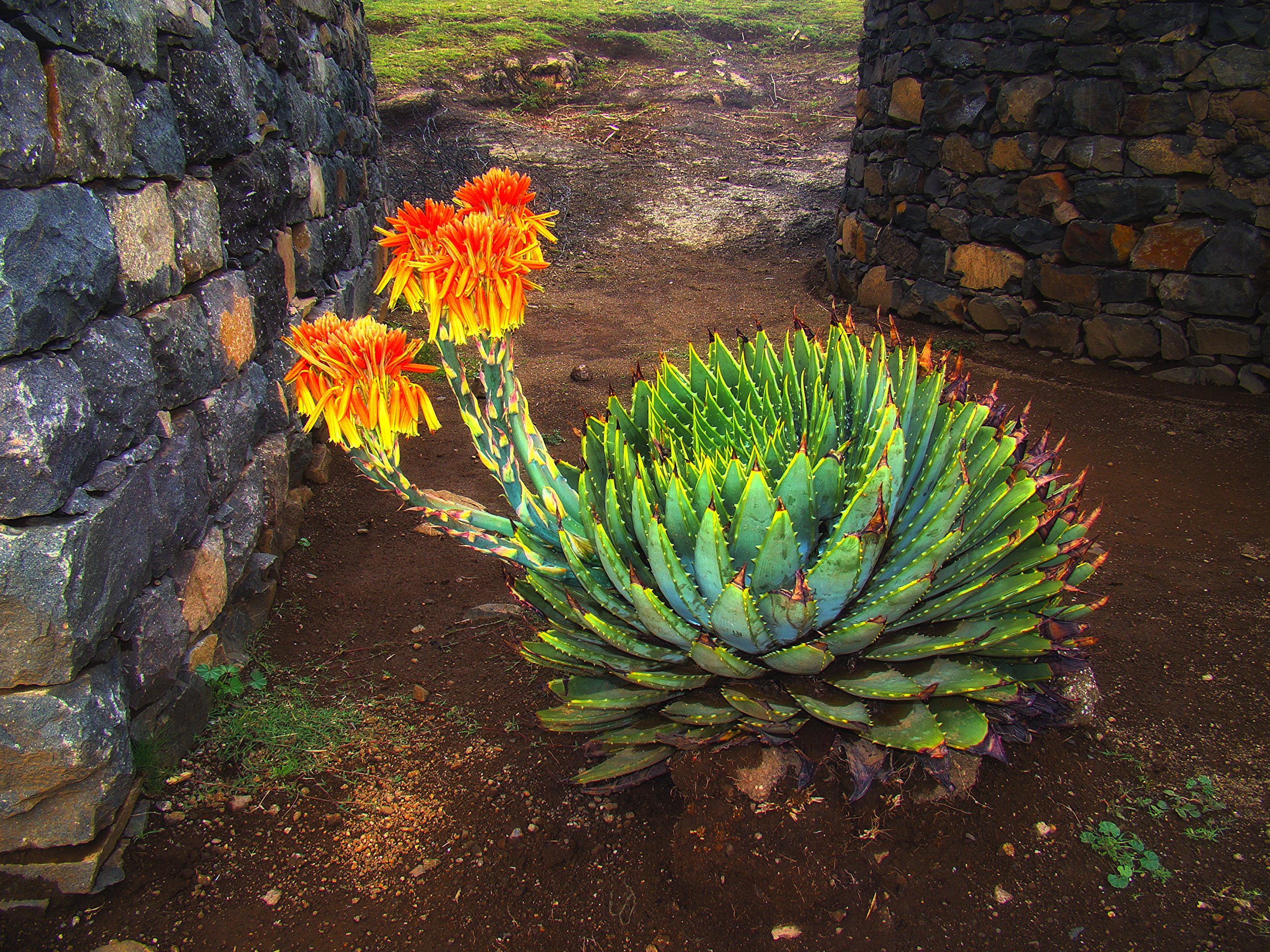 African Spiral Aloe ~ Aloe Polyphylla ~ Rare Succulent ~ 5 Seeds ~ Amazing  Cacti ~ : Amazon.ca: Patio, Lawn & Garden