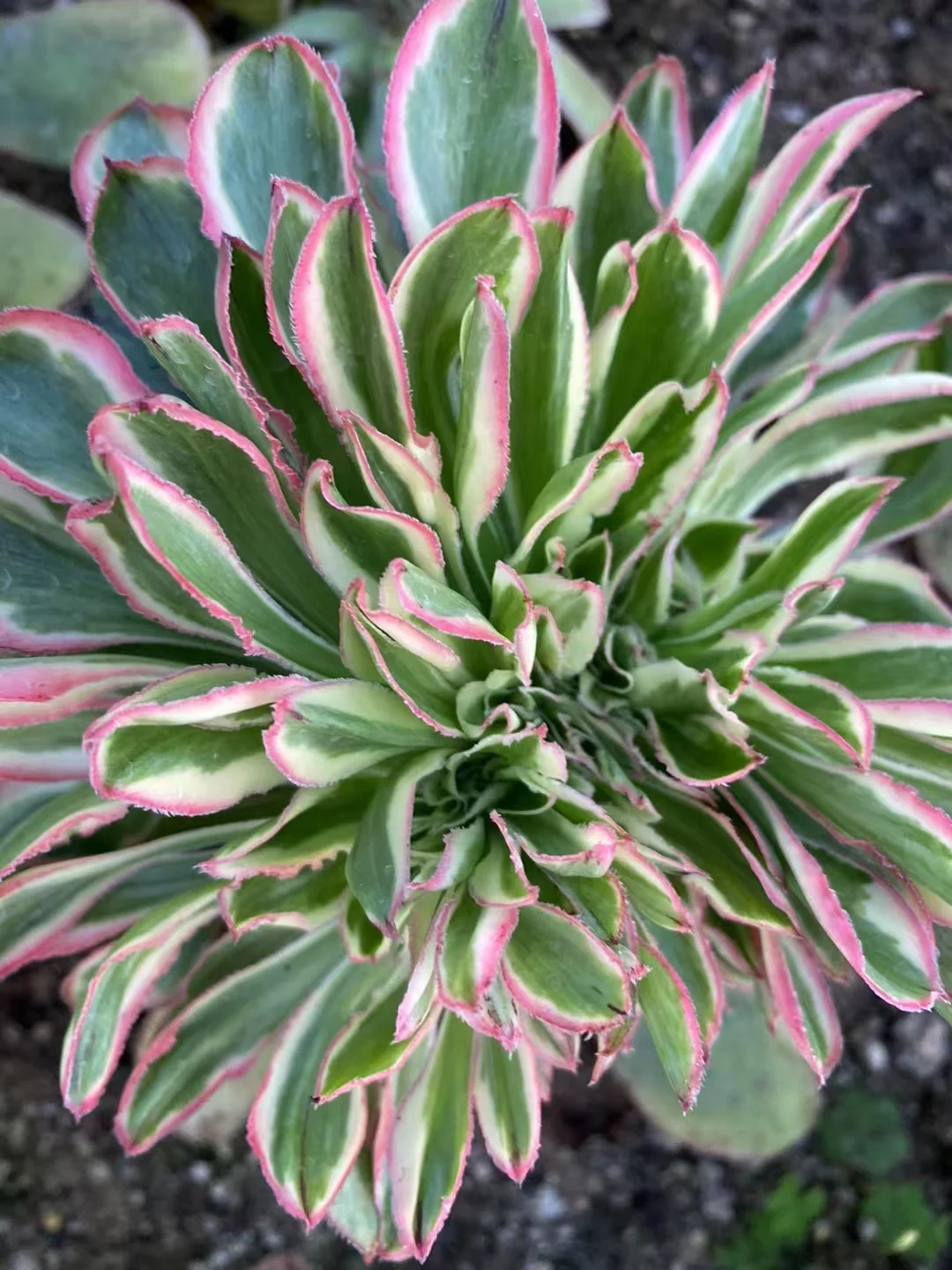 261.Zeus crested cutting 6cm  /Aeonium crested/ Succulent plants / Garden landscape / Carefully select healthy plants