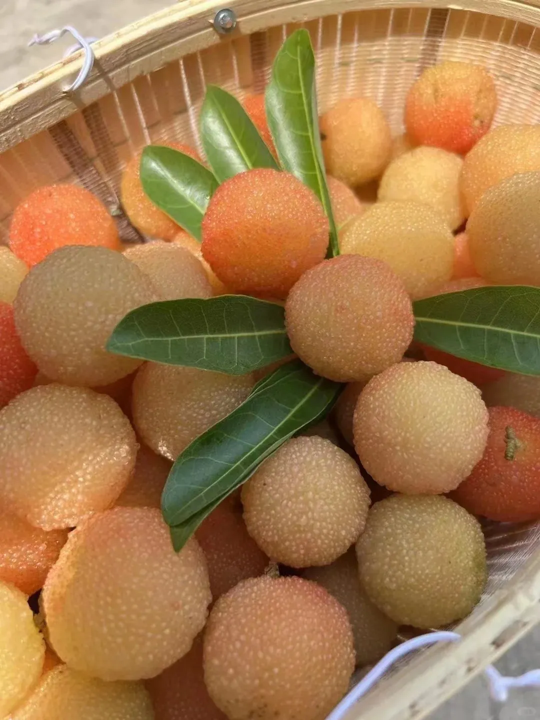 Giant Bayberry: Ping-Pong Ball Size, ⭐Strawberry-Cherry Fusion Flavor