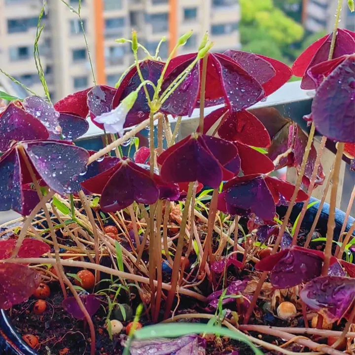 Oxalis Triangularis Purple Shamrock Good Luck Plant