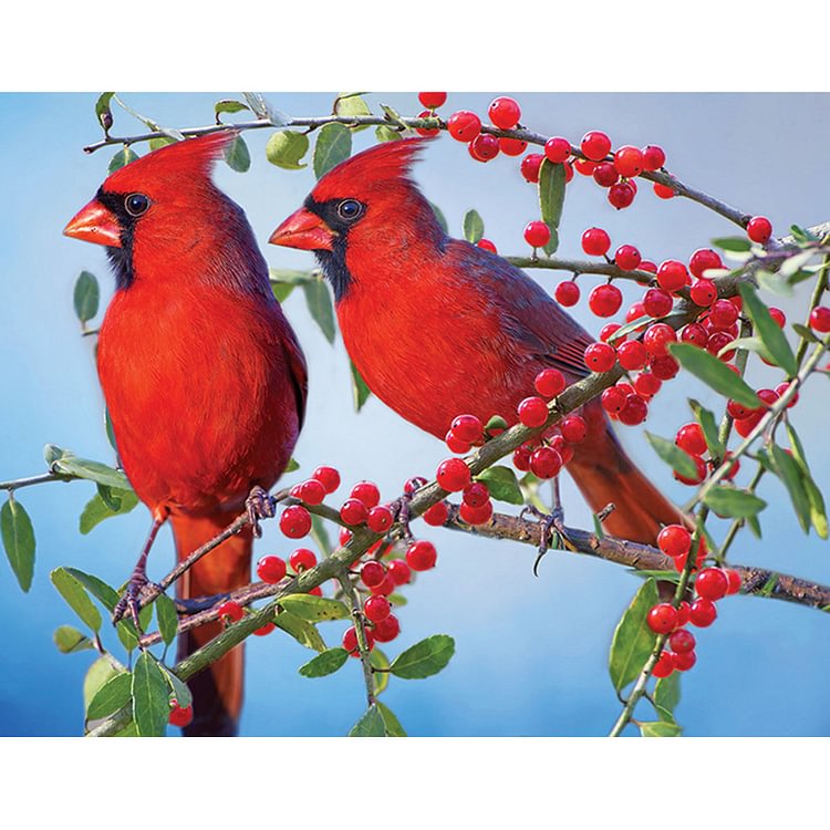 Bird  Full Round Diamond Painting 40*30CM