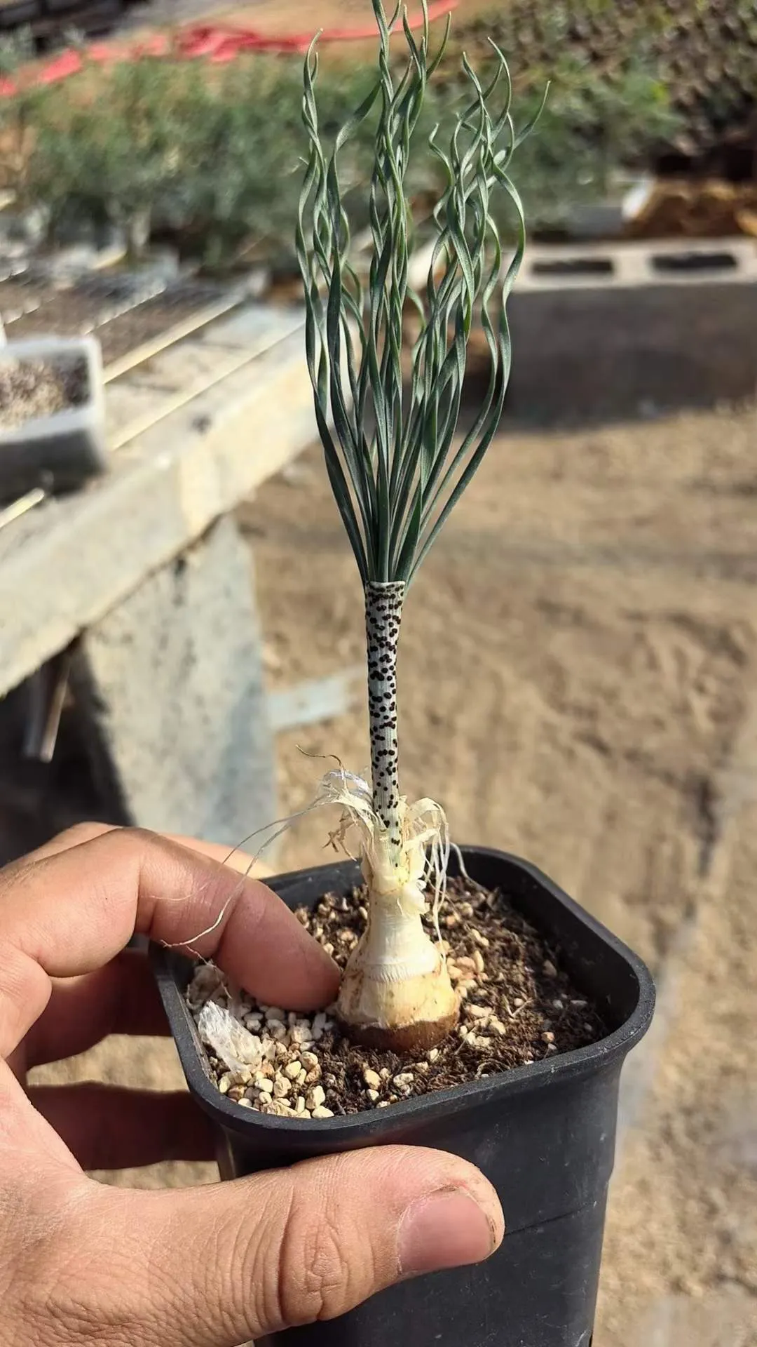 plant Aeonium Echeveria Haworthia  Caudex  Lithops Cactus  Agave 