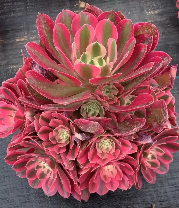 49.  Pink witch big size cluster 20-25cm / Aeonium cluster/ Succulent plants / Garden landscape / Carefully select healthy plants
