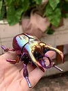 Clockwork beetle toy insect beetle simulation animal rhinoceros beetle electroplating mechanical model