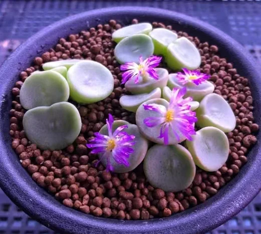 873.   C.crateriforme CR.1427 W Steinkopf   5-8 heads cluster  / Lithops and Conophytum  /  Succulent plants / Garden landscape / Carefully select healthy plants