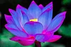 10 Pcs/ Bag Lotus Flower Mini Lotus Bonsai Aquatic Plants Bowl Lotus Water Lily Flores Perennial Plant For Home & Garden Decor