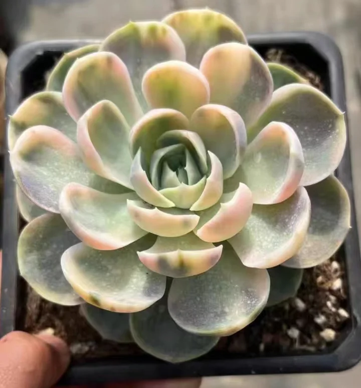 plant Aeonium Echeveria Haworthia  Caudex  Lithops Cactus  Agave 