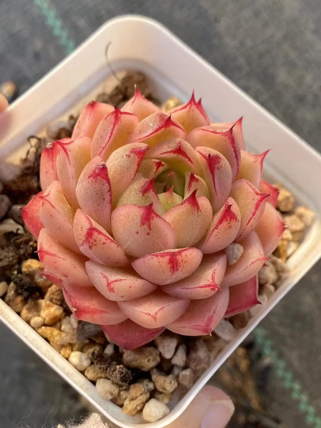 plant Aeonium Echeveria Haworthia  Caudex  Lithops Cactus  Agave 